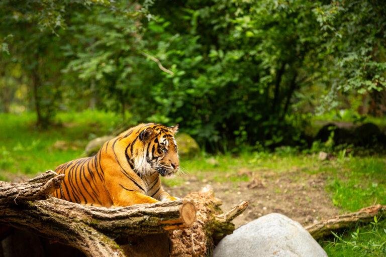 sumatran-tiger-nature-looking-habitat-zoo-wild-animals-captivity-critically-endangered-species-greatest-feline